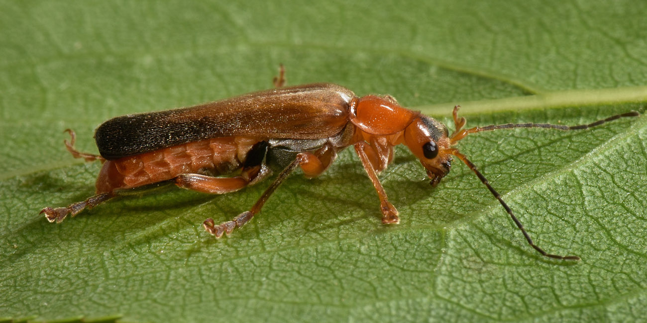 Cantharidae: Cantharis livida?  S !